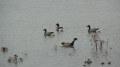 Four of hundreds of Brent geese. Select this image to see a larger version. 